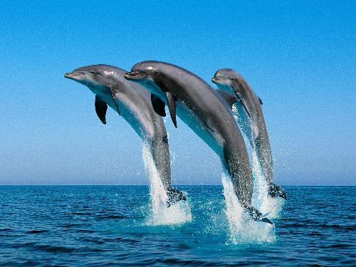 Jumping bottle nose dolphins - jump