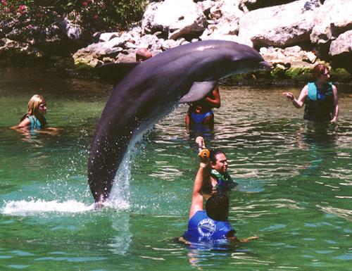 friendship with man - friendly nature