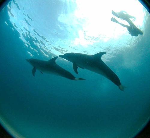 Two dolphins with ratis calver - da