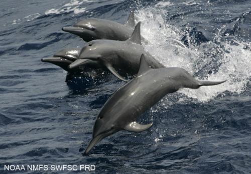 spinner dolphins - spining dolphins