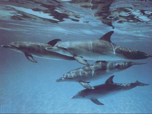 Dolphins under water - underwater