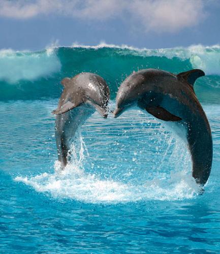 Heart by dolphins - Heart show made by dolphins