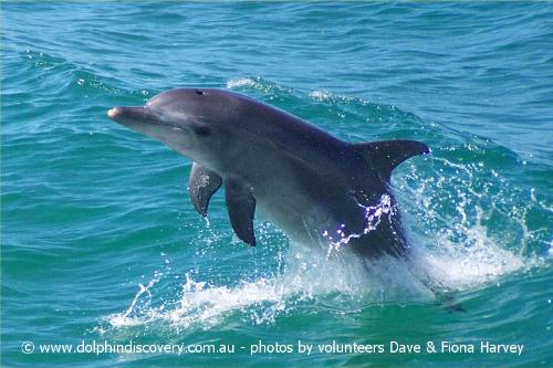 playing dolphins - burry dolphin playing in water
