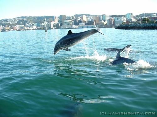 Dolphin007 - oo7 dolphins searching for millitants