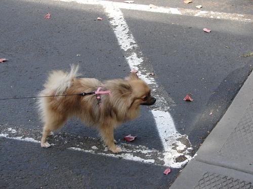 pomeranian - i want to go this way