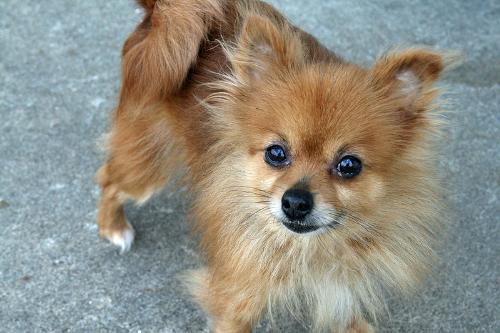 pomeranian - what are you looking at