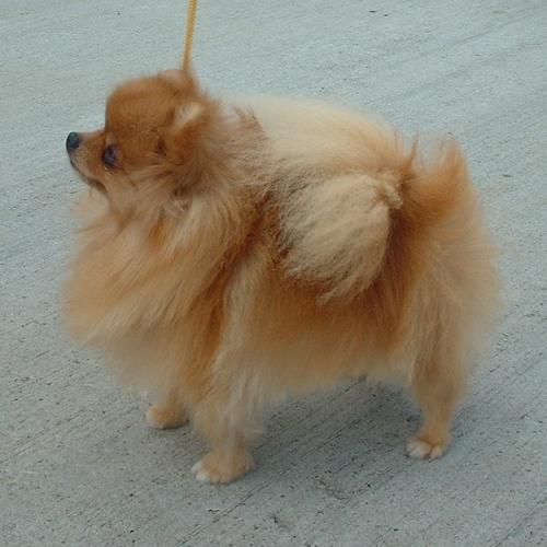 pomeranian - hey where are we going