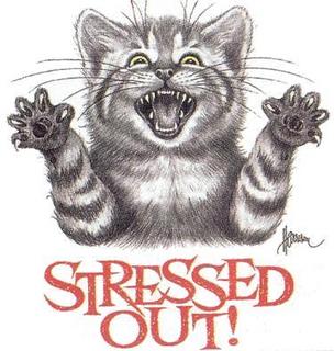 Stressed out!!!!! bad funny cat lol - Stressed out!!!!! bad funny cat!