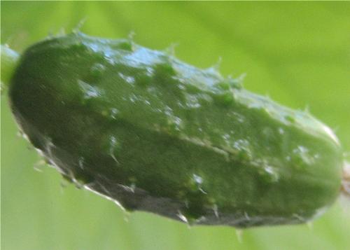 Cucumbers in January - Wahoo, it is growing! I have never grown one of these before, much less in the 'dad of winter.'