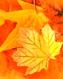 Nature - Leaves