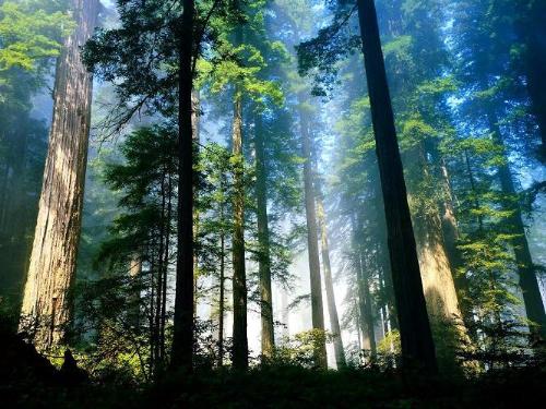 trees - Nature