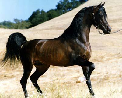 Arabian horse - Nice black color i love it