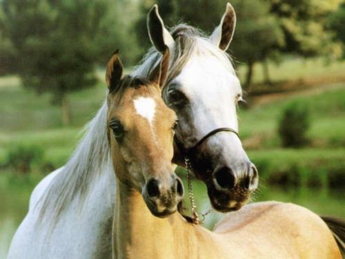 Beloved horses - Love between horses