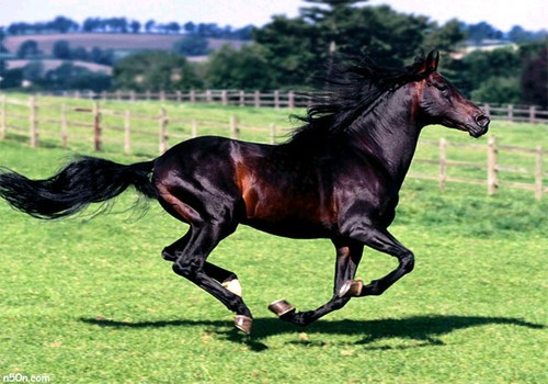 Running arabian horses - Jackey missing.... find out