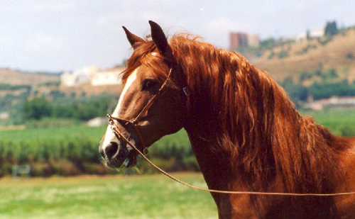 Pourtuguese red horse - Our racer....