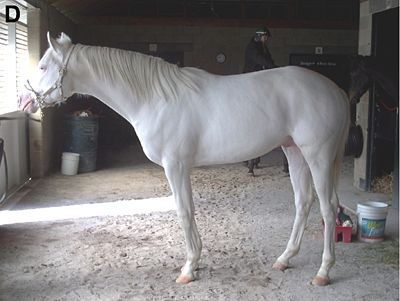 Lovely white horses - I will do anything for thisone