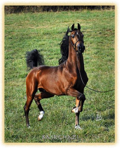 arabian horse2 - next arabian