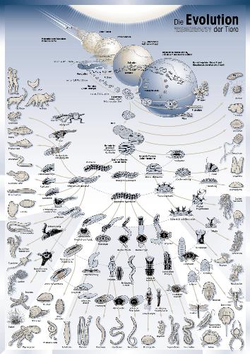 Evolutionary chart - Evolutionary chart of all living creatures.