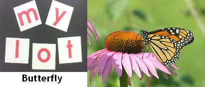 flutterby - butterfly - The butterfly is erroneously thought to have been a variation of the word'flutterby'. The first recording of the actual word appears to be the olde English'butterfloege', as well as a similar Dutch word, both having their roots in the belief that butterflies drank milk. In England, many people still insist the word comes from the Brimstone Butterfly, a butter-colored insect that is often the harbinger of Spring.