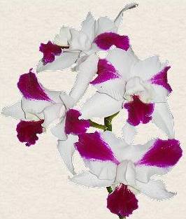 dendrobium orchid - These are the sort of plants I grow