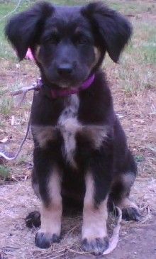 Justice 4 Karley - This is a picture of precious Karley, a sheppard mix puppy who was brutally beaten to death at 6 months old by an Los Angeles County Fire Chief.  Look at her eyes! She did not deserve to have her life ended by such a monster.   Animals are so trusting of humans and it breaks my heart to think of her during the time she was being beaten and what must have been going through her mind.  I have 2 dogs myself and I would be so heartbroken if something like this happened to one of them.  Rest in peace beautiful girl.