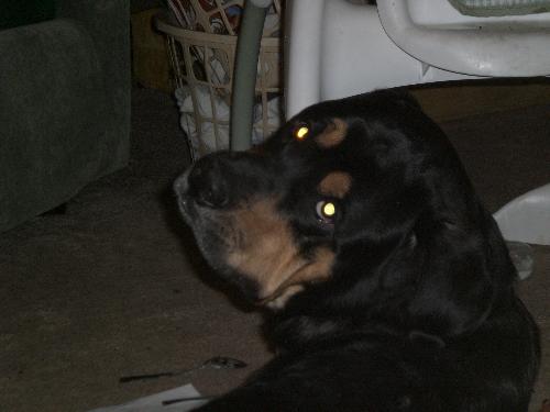 dozer - our pup dozer...rotti