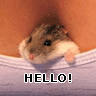 hello - just saying hello
