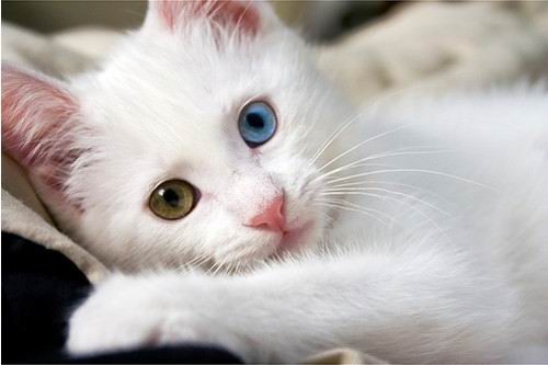 cat - my favorable animal
