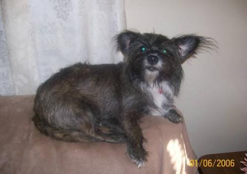 My princess.. - Pic of my dog, ruling the world from the back of the sofa..