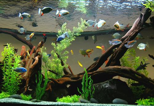 Fish - My Aquarium. Do you think it is nice?