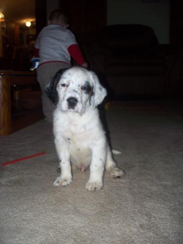 Harley falling asleep - Harley falling asleep sitting up!