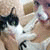 a cat - so cutie cat
