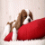 dogie - wow, a sosie god. LOL