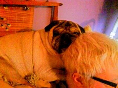 sleeping dog - take a nap? no am resting