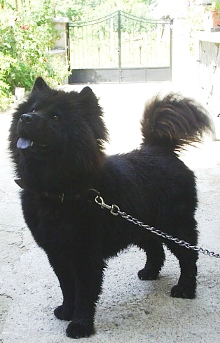 My chow-chow dog Shecky - My female chow-chow dog Shecky