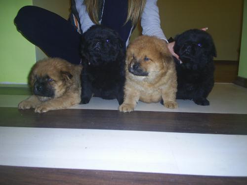 My little chow-chow puppies - These are four of my six little chow-chows