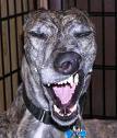 Dog Sneezing - Like animal, like human