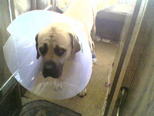my dog stinky - stinky after his paw got cut