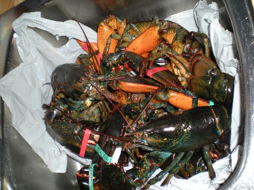 uncooked lobsters straight outta the ocean - mm we cooked them in water from the ocean and ate them all up. ugly little things, but they taste very good.