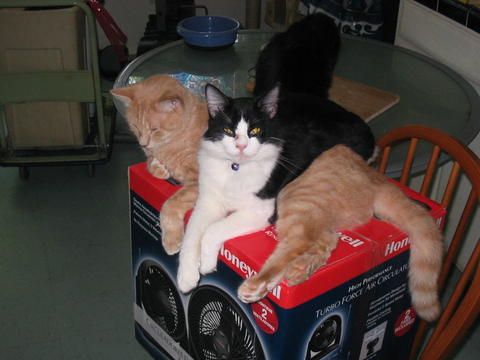 Oliver and Pong (and some black cat) - check out those crossed paws!