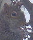squirrel eating berries off my tree - This friendly little guy didn't mind having his picture taken as he ate his lunch.