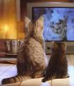 Cats watching TV (not mine) - Some cats watching TV