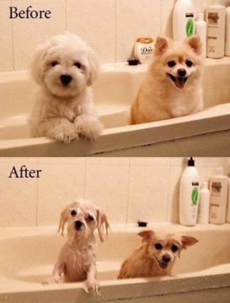 fat loss -  cute pics dog taking bath and staring at camera
