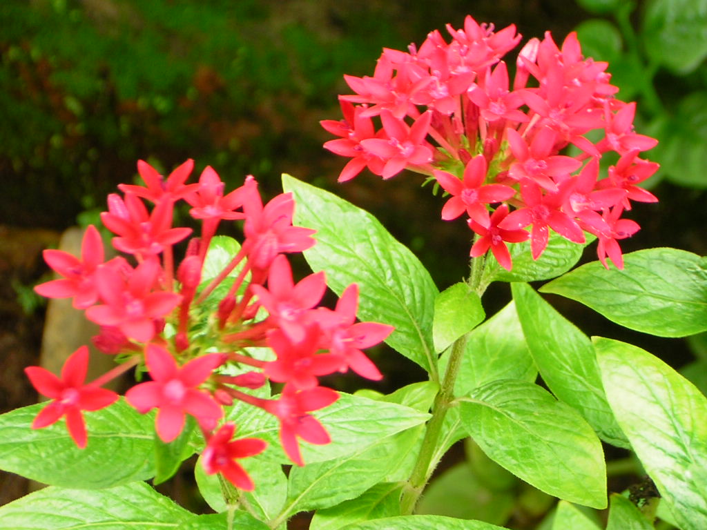 Flowers from my garden - These are some beautiful flowers that i took photo of when i bought my new nikon digital camera.