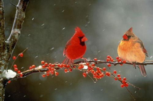 Lovely red birds - 1000's of birds are unknown like these