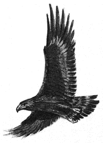 black eagle - eagles