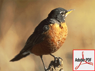 adobe bird - hehehe