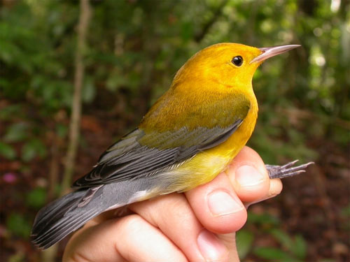 tweety bird - lovely