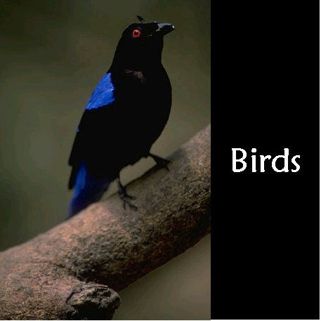 book on birds - bird book