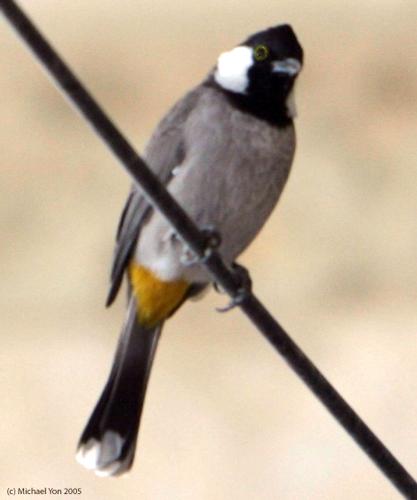 sparrow  - mostly seen bird